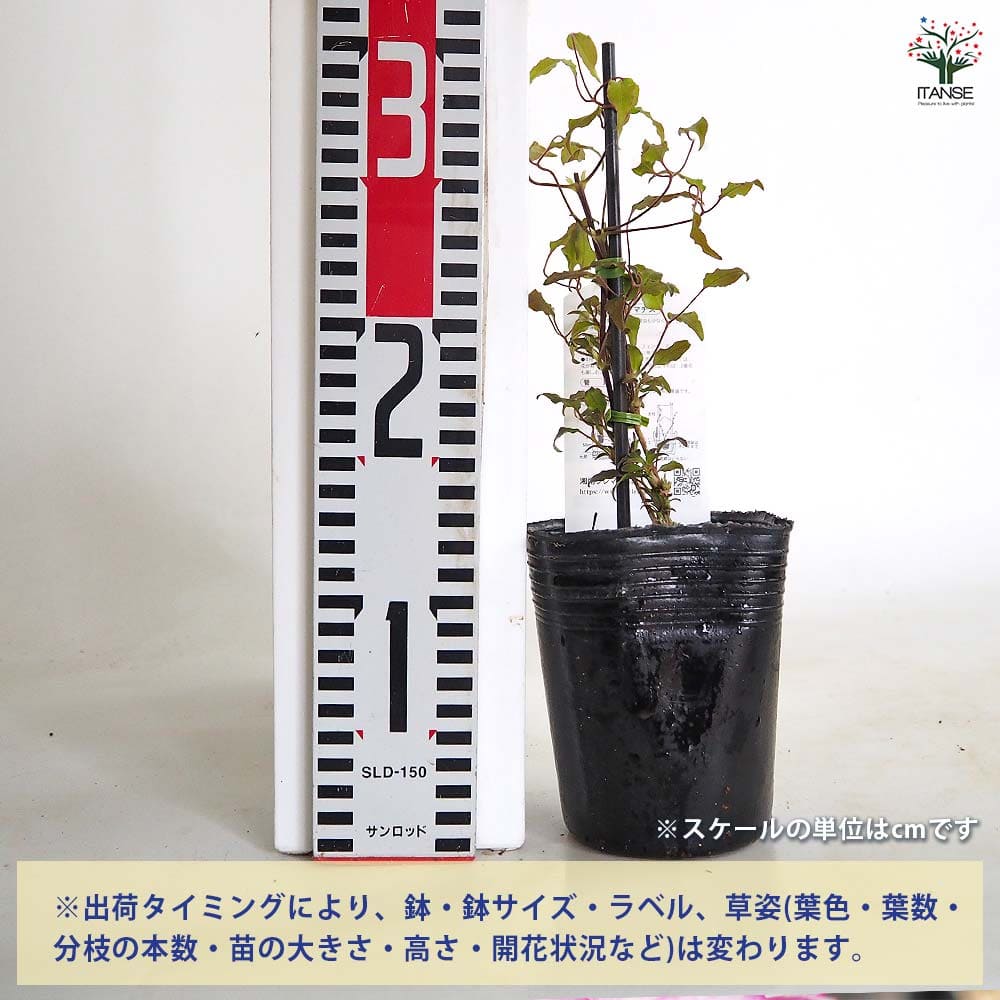 クレマチス あなたの笑顔が見たいから 【花苗 3.5号／1個売り