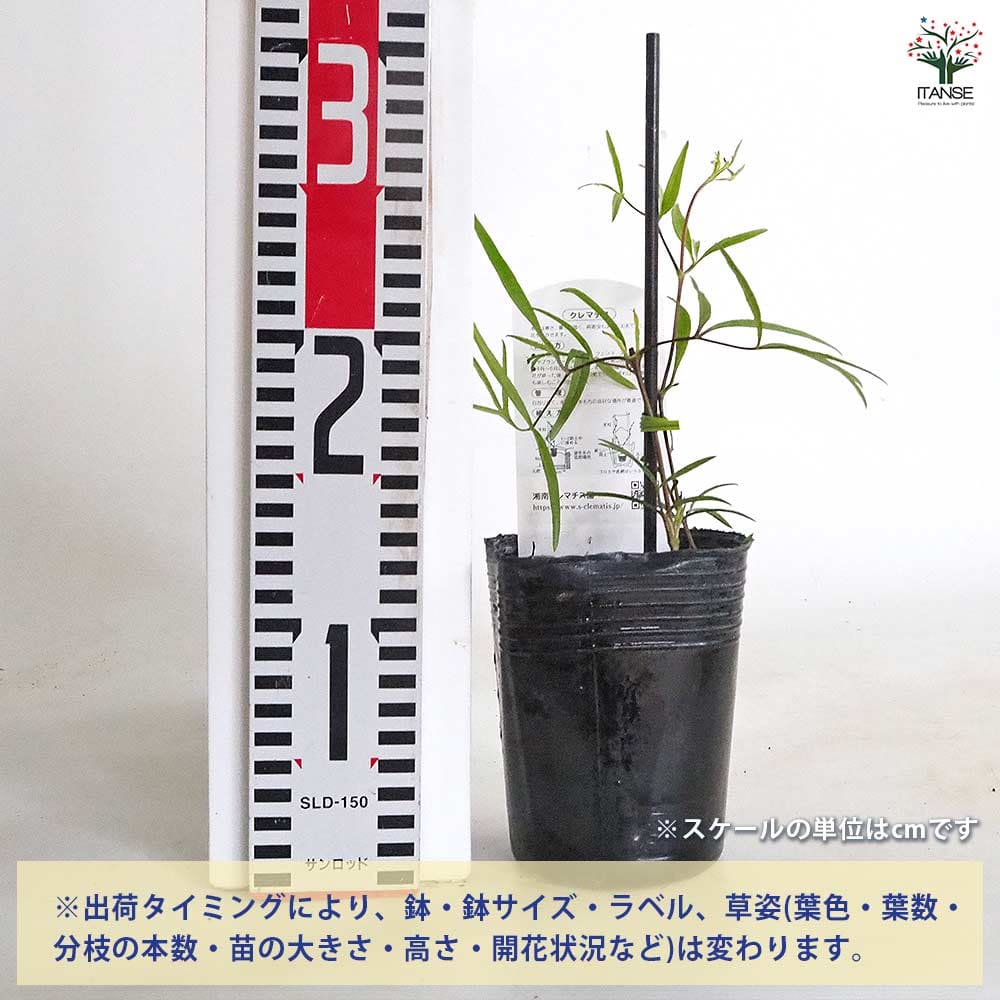 クレマチス 吉野霞 【花苗 3.5号／1個売り】｜ 【植物のITANSE
