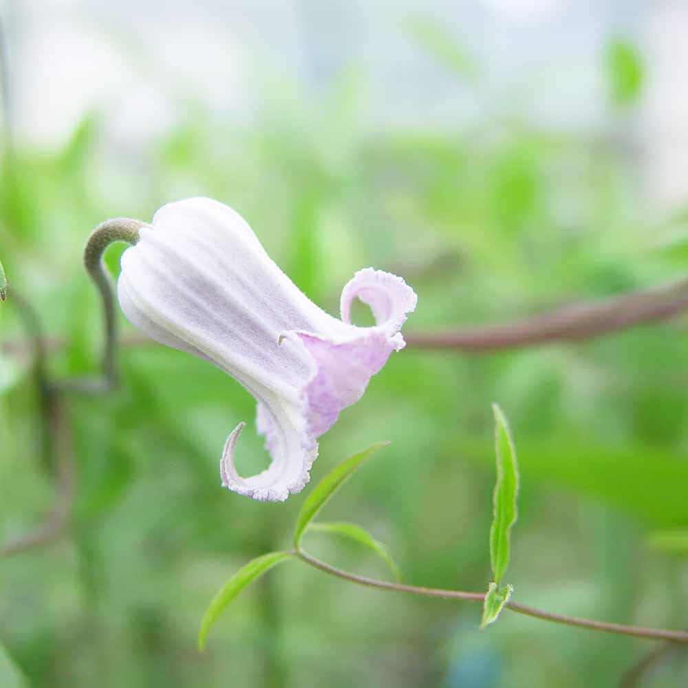 クレマチス 吉野霞 【花苗 3.5号／1個売り】｜ 【植物のITANSE