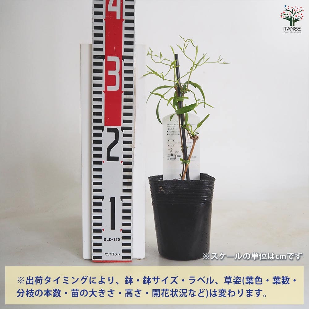 月が注ぐ花様 おまとめ用 3 まだ間に合う 母の日 2026 クレマチス 鉢植え 6号鉢 in バスケット