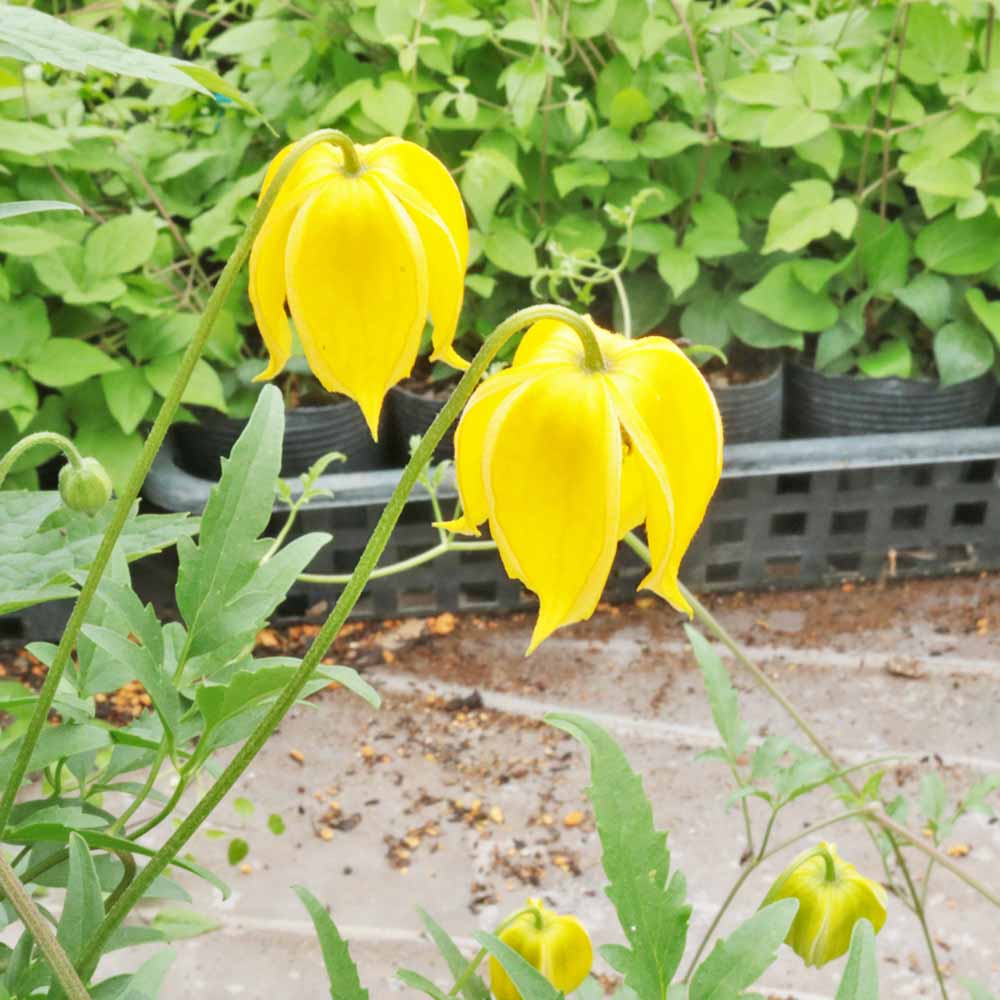 クレマチス ランプトンパーク 【花苗 3.5号／1個売り】｜ 【植物の
