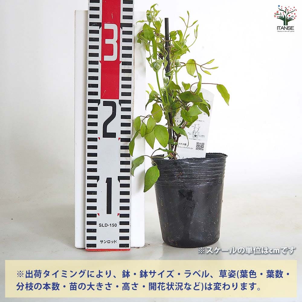 クレマチス 雪おこし 【花苗 3.5号／1個売り】｜ 【植物のITANSE