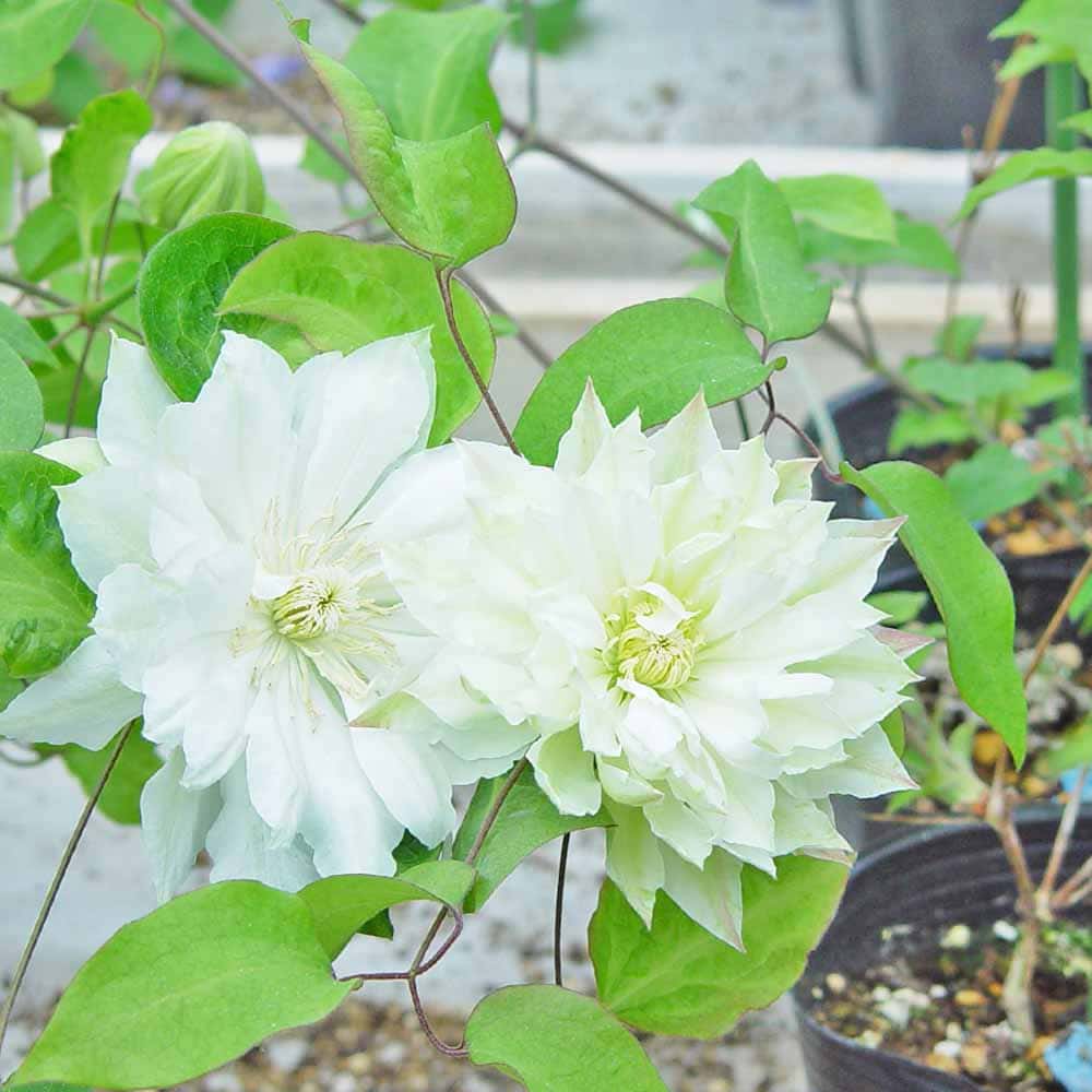 クレマチス 雪おこし 【花苗 3.5号／1個売り】｜ 【植物のITANSE