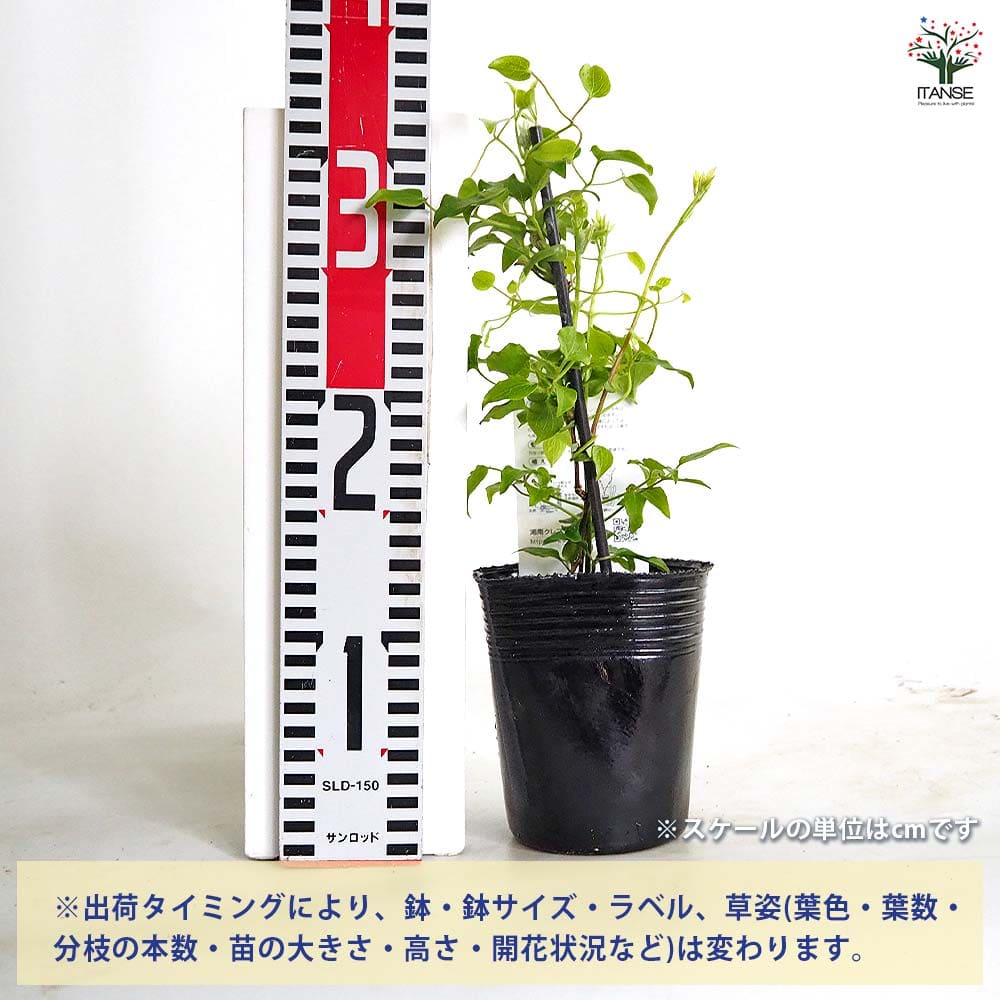 クレマチス 白雪姫 【花苗 3.5号／1個売り】｜ 【植物のITANSE