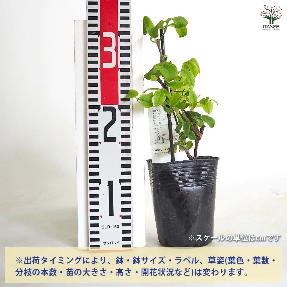 クレマチス ロマンチカ 【花苗 3.5号／1個売り】｜ 【植物の