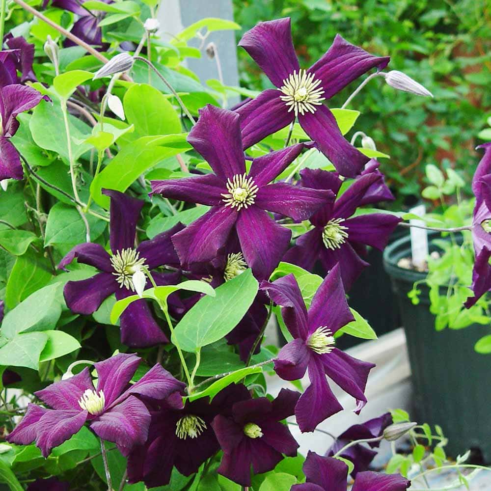 クレマチス ロマンチカ 【花苗 3.5号／1個売り】｜ 【植物の