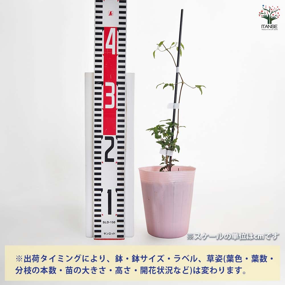クレマチス 淡墨(うすずみ) 【花苗 4号／1個売り】｜ 【植物の