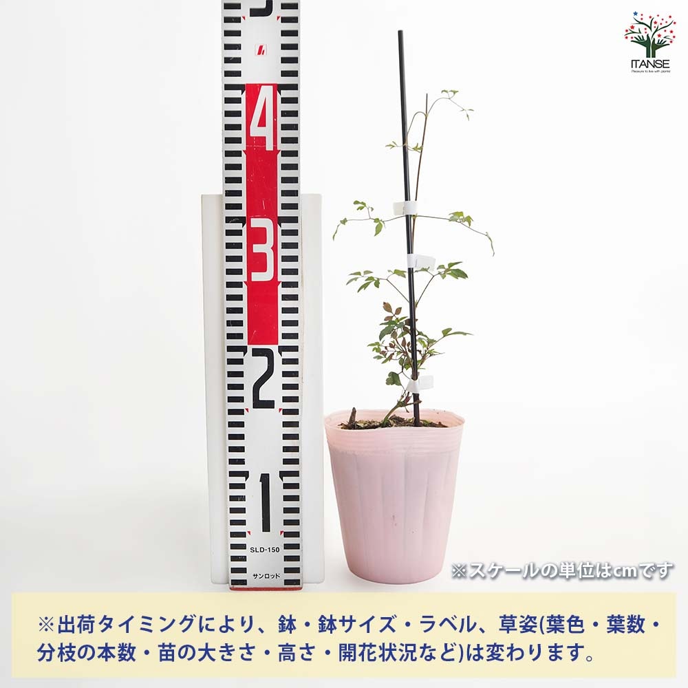 クレマチス カシス 【花苗 4号／1個売り】｜ 【植物のITANSE