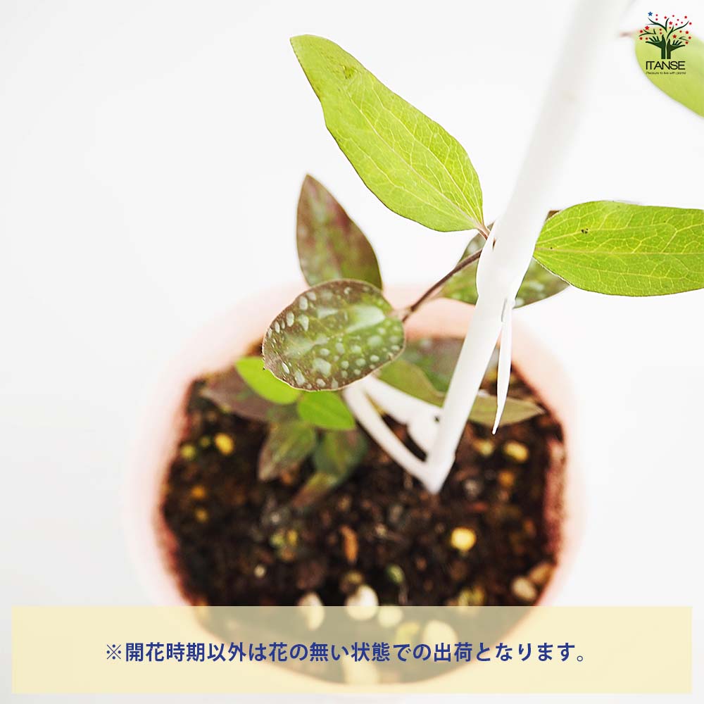クレマチス 篭口 【花苗 4号／1個売り】｜ 【植物のITANSE】全品