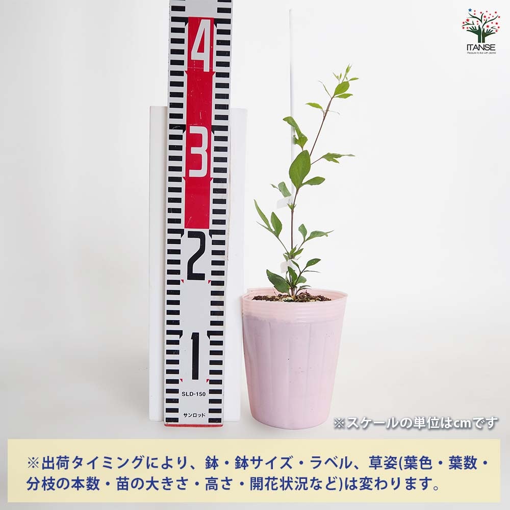 クレマチス 龍安 【花苗 4号／1個売り】｜ 【植物のITANSE】全品