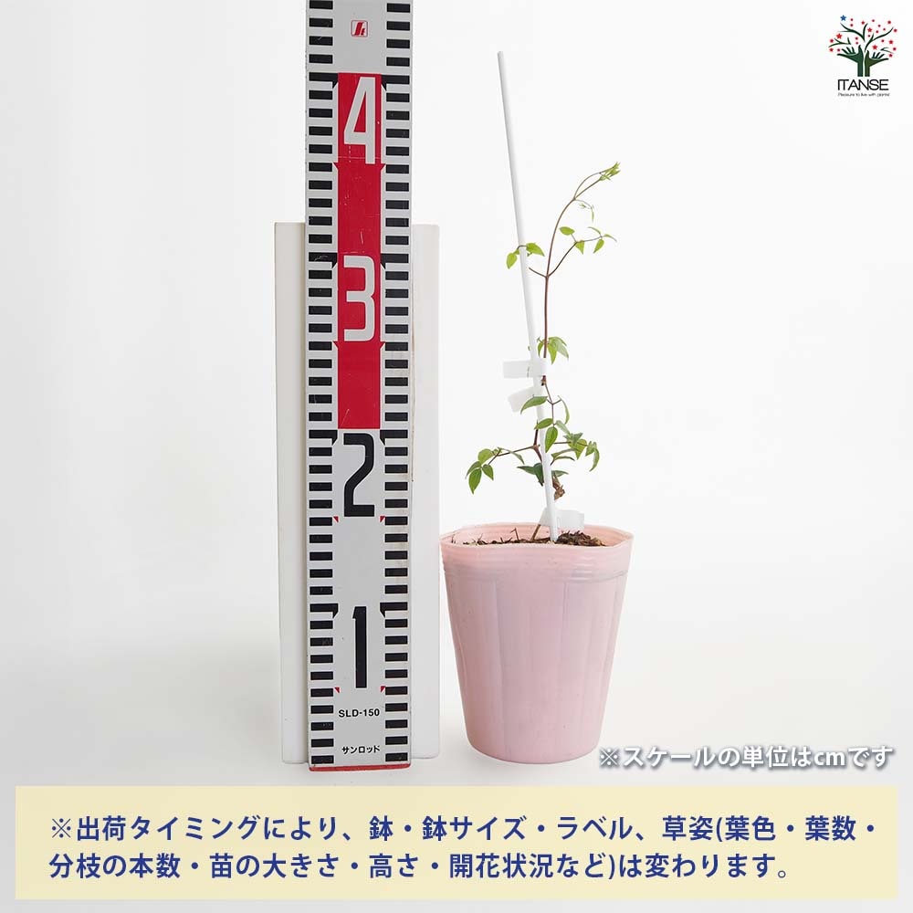 花菜！ スカエボラ・ウィンドファン 『ホワイトタッチ』 | すべての商品