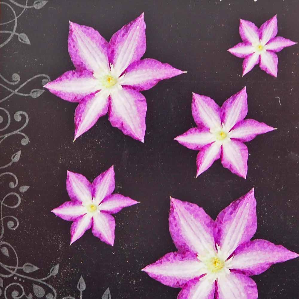 クレマチス まな 【花苗 4号／1個売り】｜ 【植物のITANSE】全品