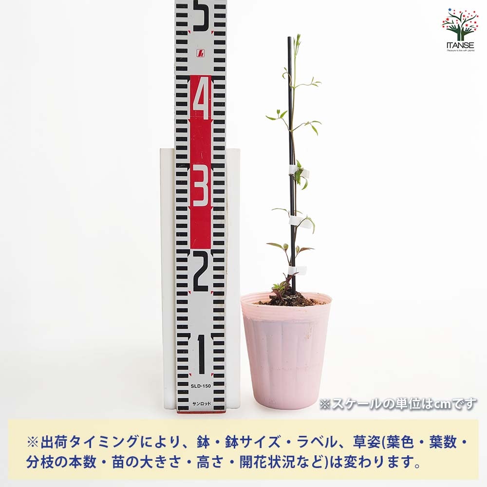 クレマチス H Fヤング 【花苗 4号／1個売り】｜ 【植物のITANSE