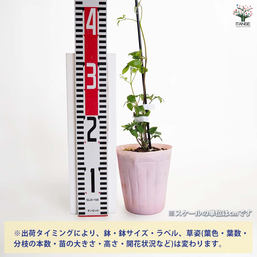 クレマチス 白妙 【花苗 4号／1個売り】｜ 【植物のITANSE】全品