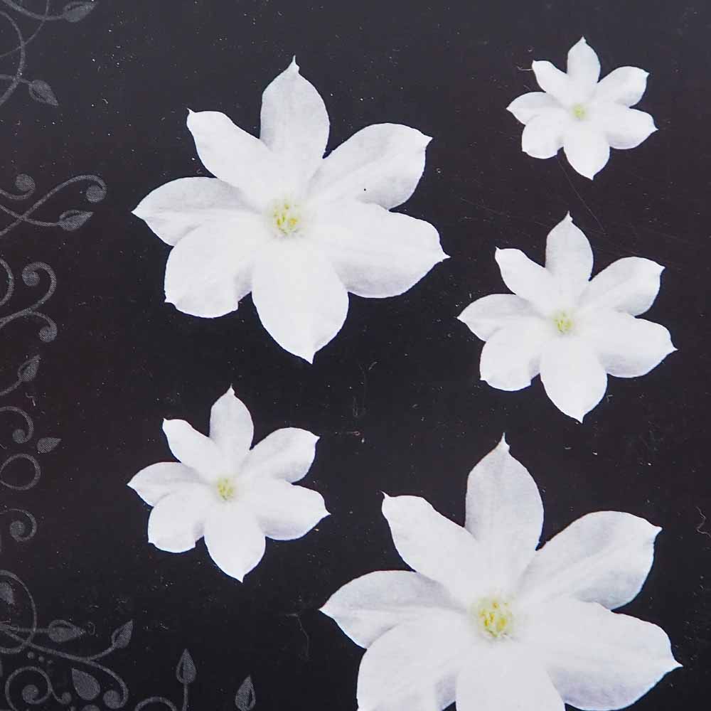 クレマチス 白妙 【花苗 4号／1個売り】