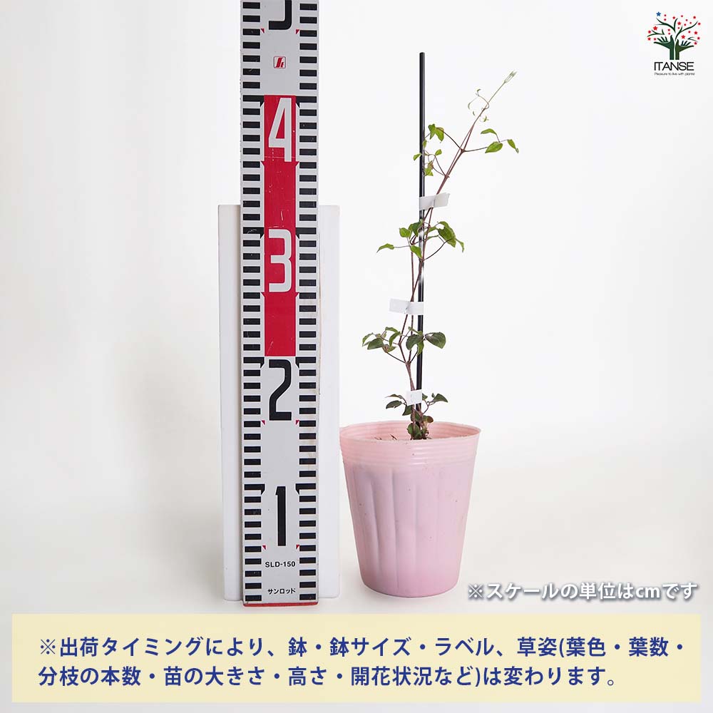 ✿入手困難クレマチス　ヴェロニカズチョイス✿ クレマチス・ベロニカズチョイス