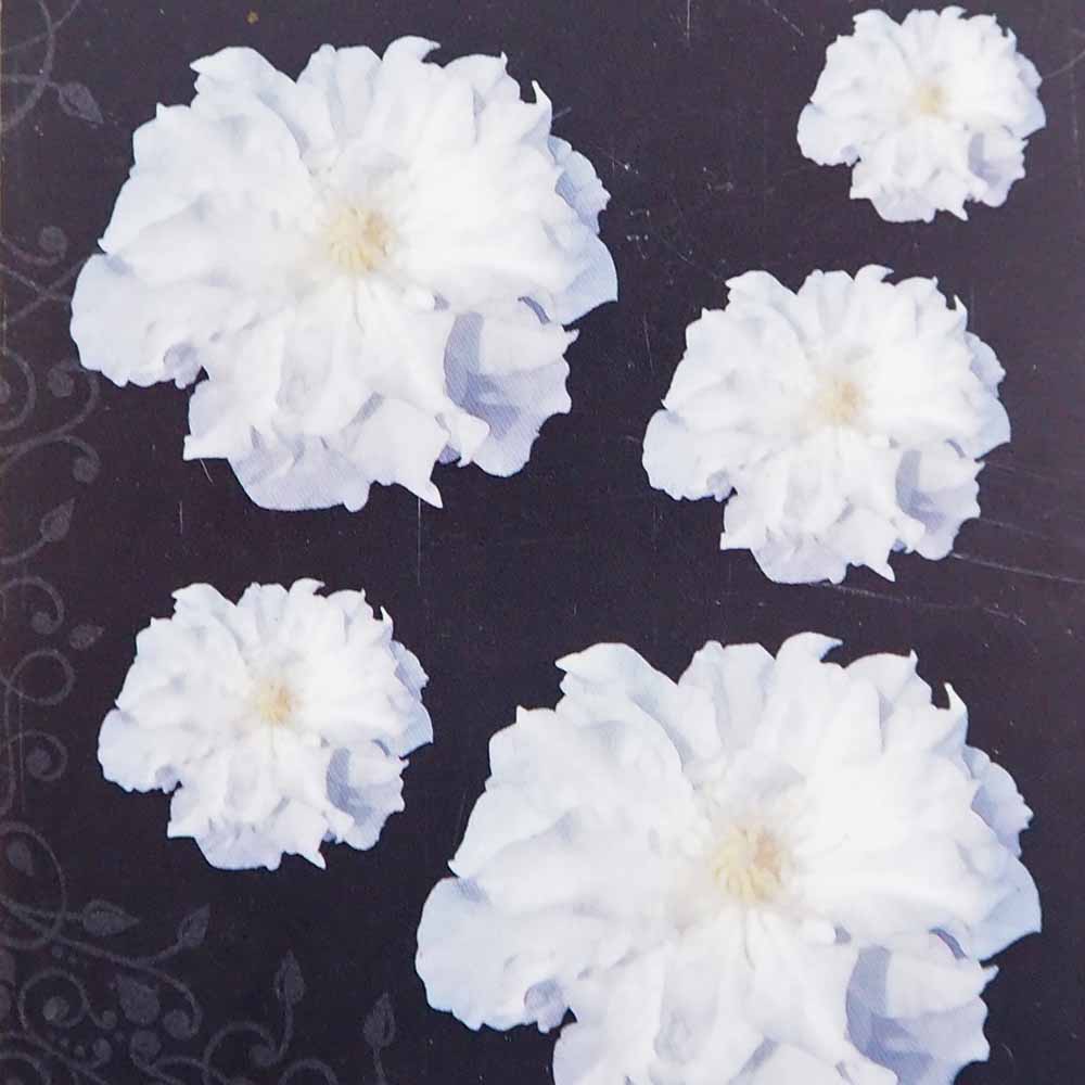 クレマチス ベロニカズチョイス 【花苗 4号／1個売り】｜ 【植物の
