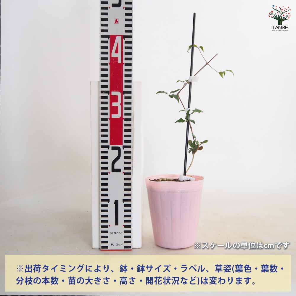クレマチス 小次郎 【花苗 4号／1個売り】｜ 【植物のITANSE