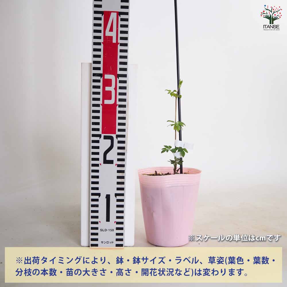クレマチス苗セット 花苗 クレマチス 苗 大輪咲き 4鉢セット 種類 おまかせ 花 お花 鉢花