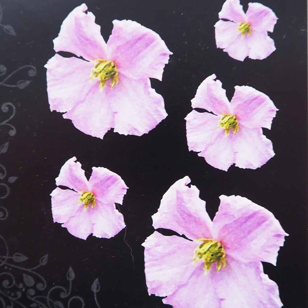 クレマチス エンテル 【花苗 4号／1個売り】