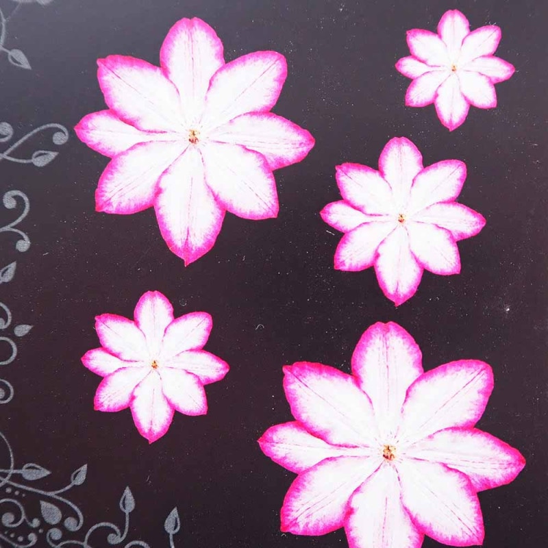 ツツジ 錦英(きんえい) 【花木苗 5号】｜ 【植物のITANSE】全品