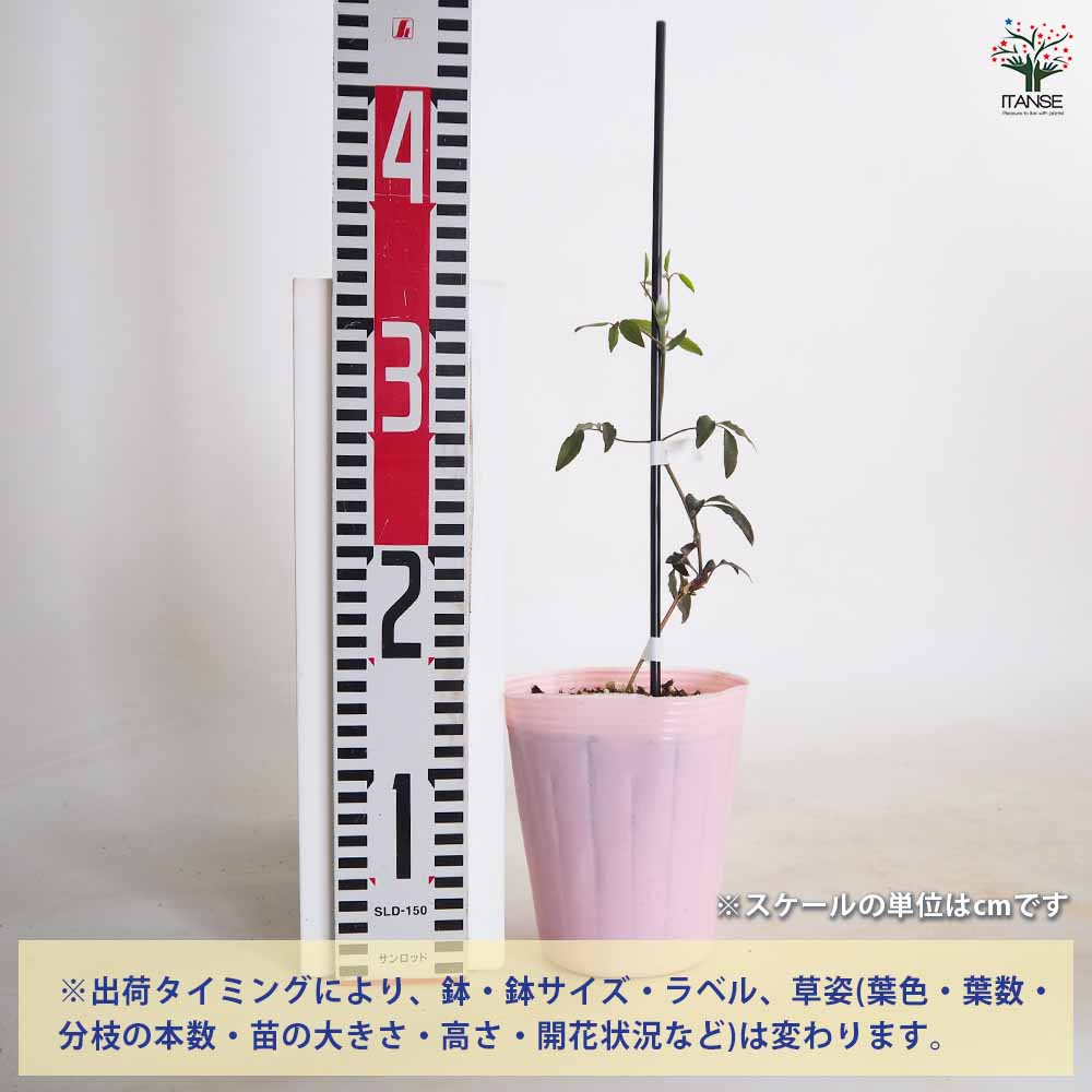 クレマチス リバティ 【花苗 4号／1個売り】｜ 【植物のITANSE