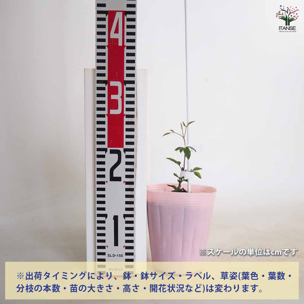 クレマチス スーパーナイト 【花苗 4号／1個売り】｜ 【植物の