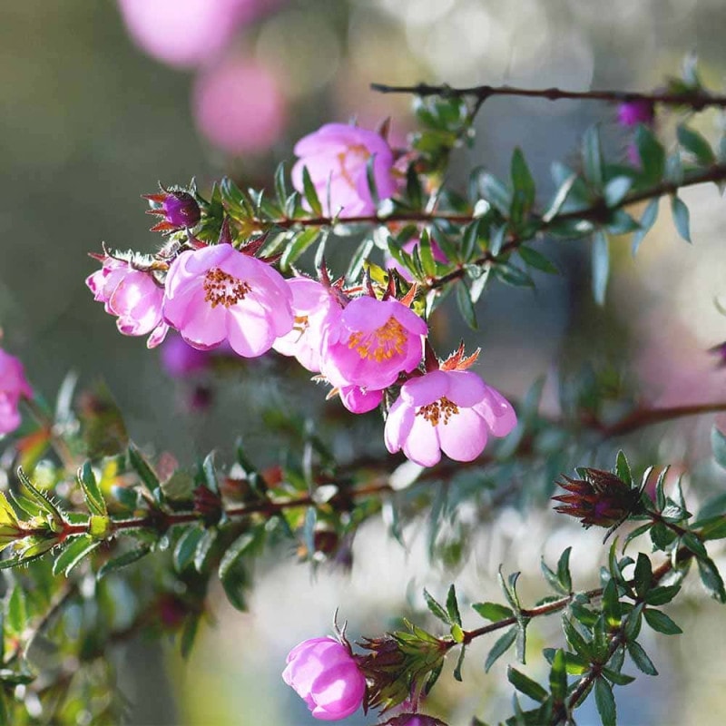薔薇 ウエストミンスター 接木 【花木苗 4号／1個売り】｜ 【植物の