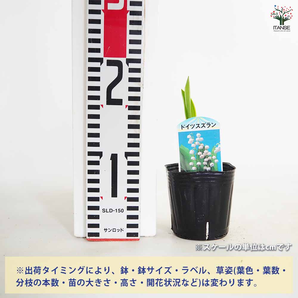 ドイツスズラン 白花 【花苗 3号】｜ 【植物のITANSE】全品送料