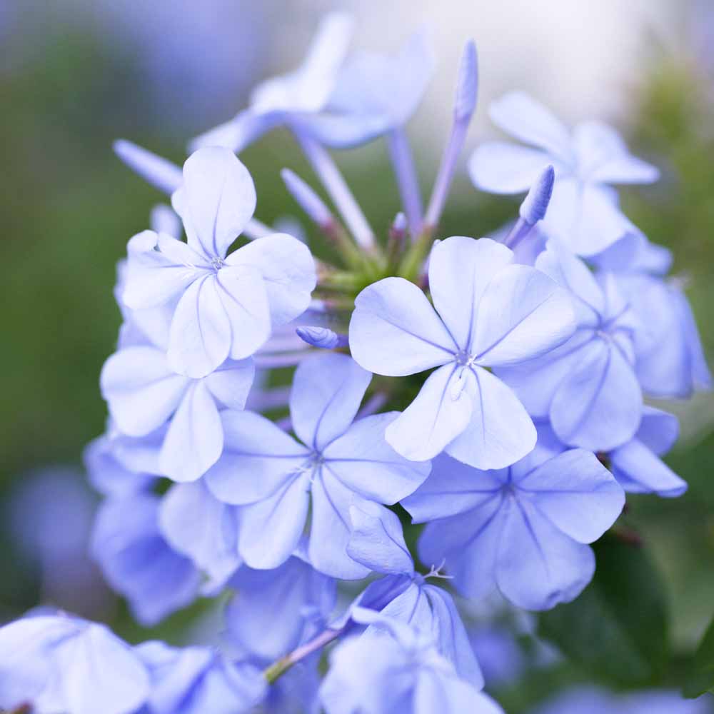 プルンバーゴ インペリアルブルー 【花苗 2.5号】｜ 【植物の