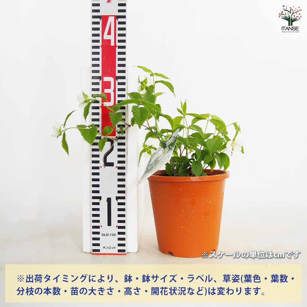 白山吹 【花木苗 4号/1個売り】| 【植物のITANSE】全品 白山吹 【花木苗 4号/1個売り】| 【植物のITANSE】全品