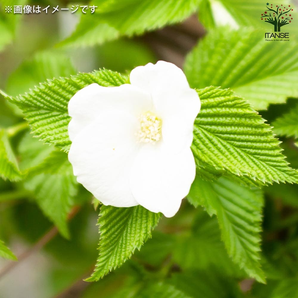 白山吹 【花木苗 4号／1個売り】｜ 【植物のITANSE】全品送料