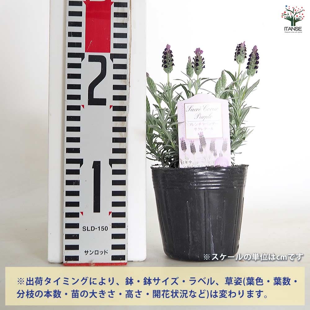 フレンチラベンダー サクレクール パープル 【ハーブの苗 3.5号