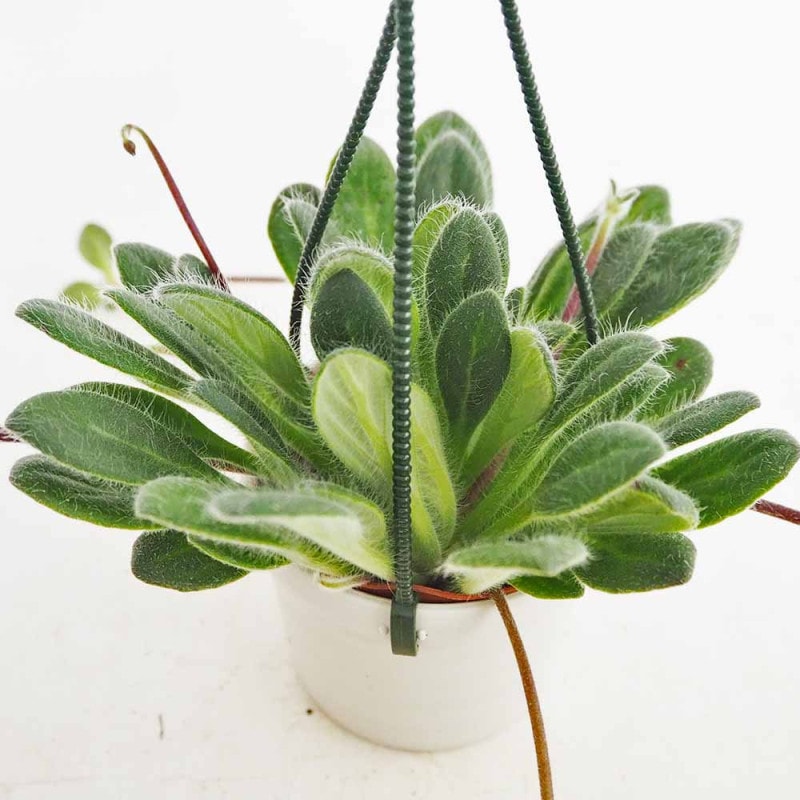 セダム・斑入りパリダム2個～【多肉植物 3号ポット苗 グランドカバー