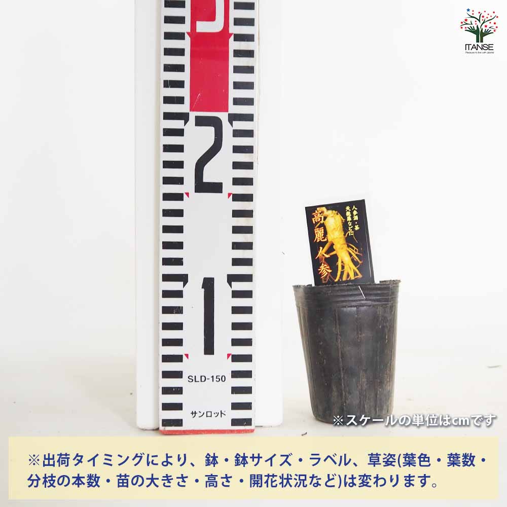 高麗人参 【野菜の苗 2.5号】｜ 【植物のITANSE】全品送料無料