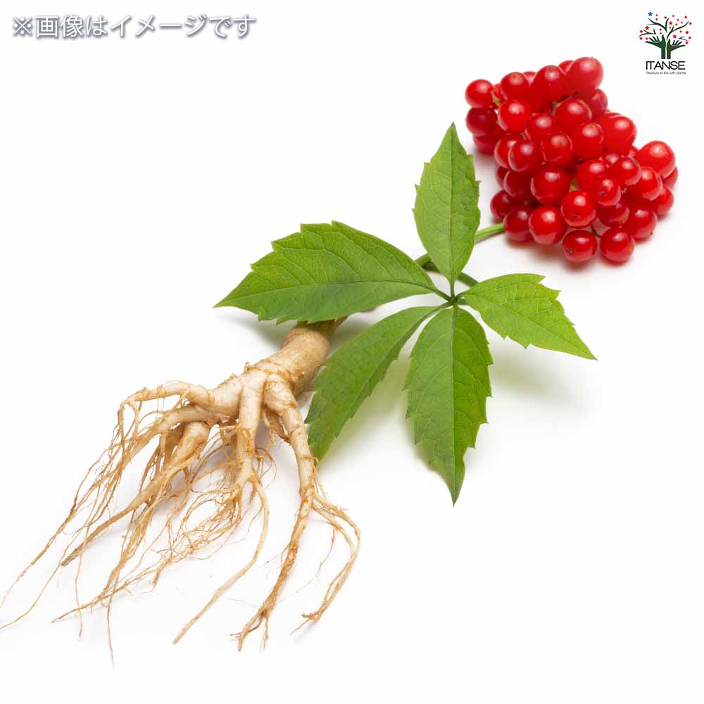 高麗人参 【野菜の苗 2.5号】｜ 【植物のITANSE】全品送料無料