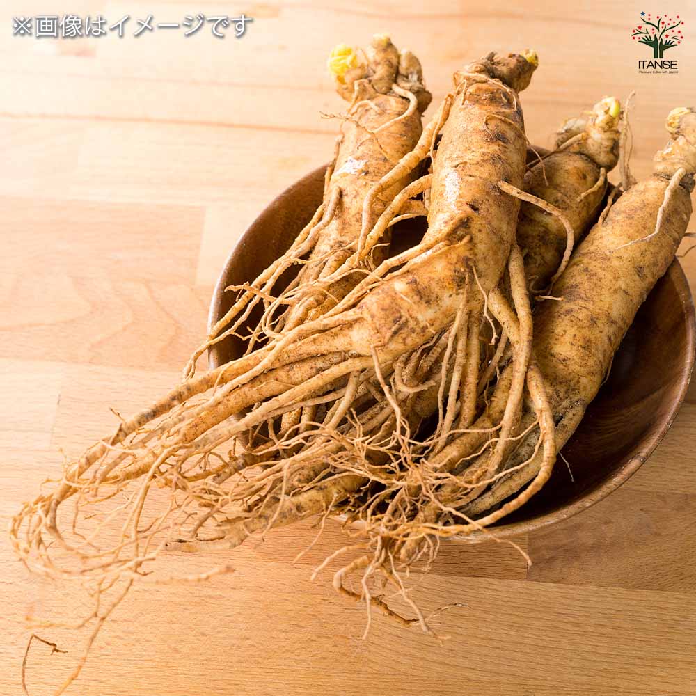 高麗人参 【野菜の苗 2.5号】｜ 【植物のITANSE】全品送料無料