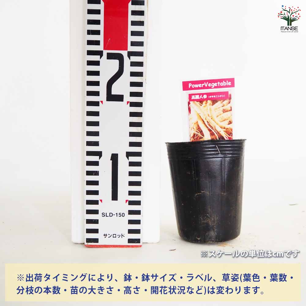 高麗人参５キロラバン 楽天市場】【次回入荷時期未定】 国産 (生)高麗人参50g(15cmサイズ前後