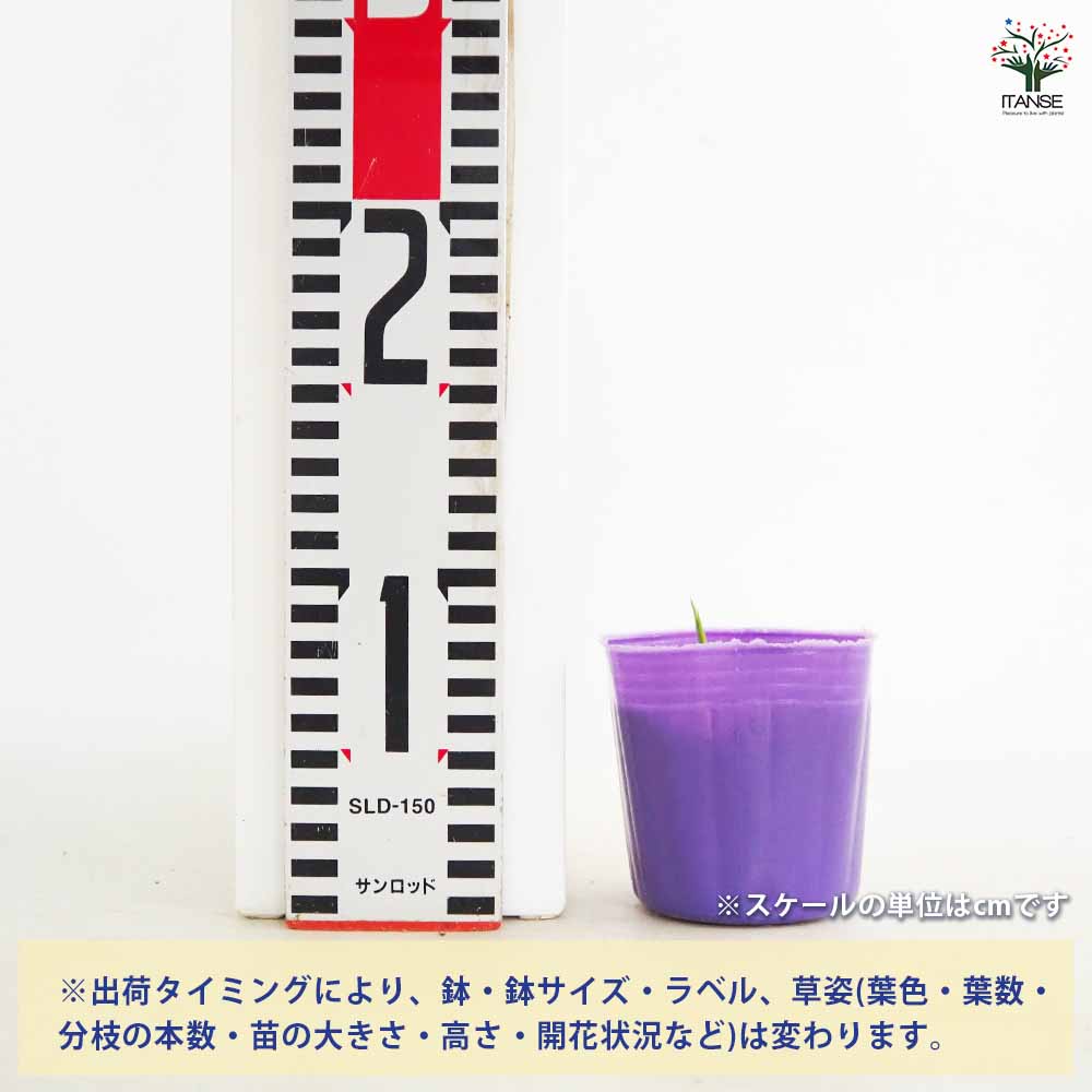 秋みょうが 【野菜の苗 3号】｜ 【植物のITANSE】全品送料無料