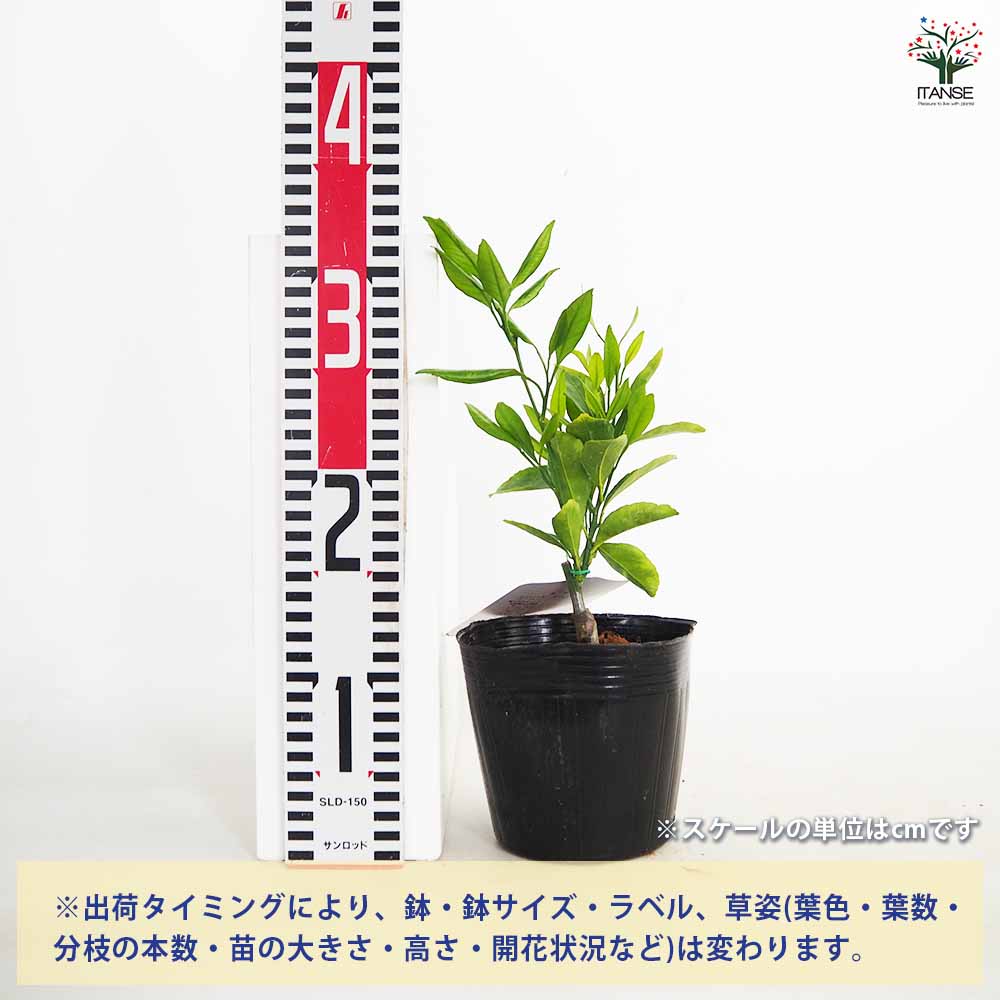 みかんの苗木 ぽんかん 不知火 小苗 【果樹の苗 4.5号／1個売り