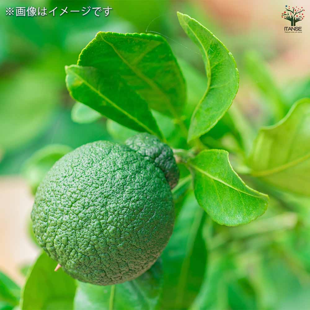 みかんの苗木 ぽんかん 不知火 小苗 【果樹の苗 4.5号／1個売り