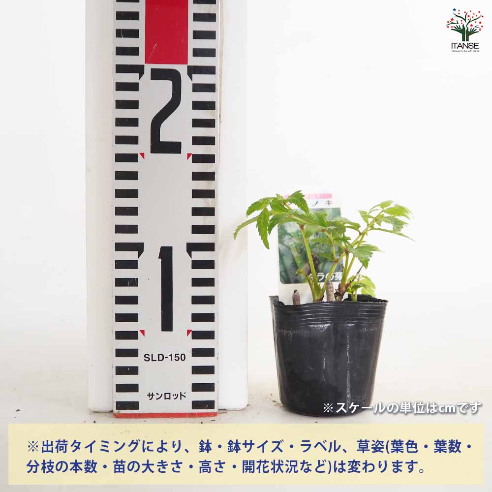 とげなしタラの木 【野菜の苗 2.5号】｜ 【植物のITANSE】全品