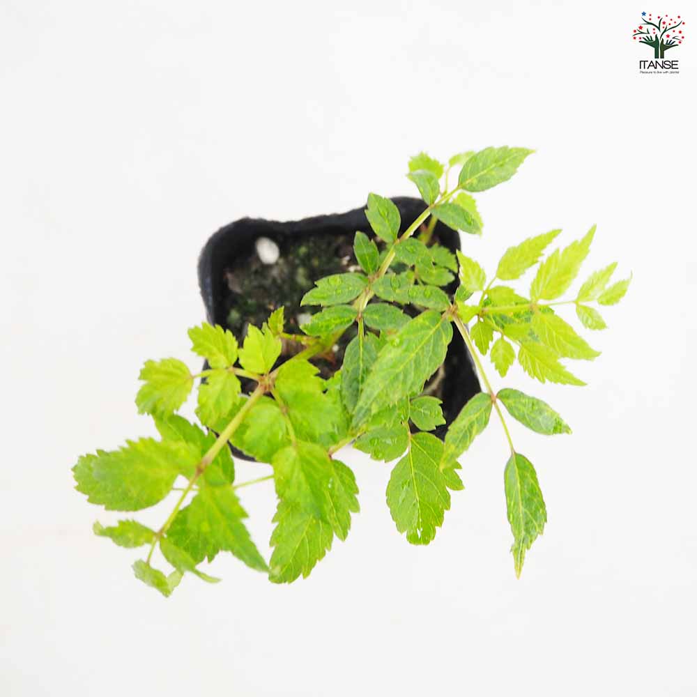 とげなしタラの木 【野菜の苗 2.5号】｜ 【植物のITANSE】全品