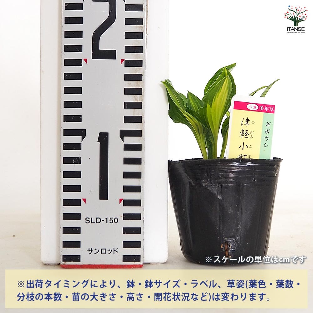 ホスタ(ギボウシ) 津軽小町 【花木苗 3号】｜ 【植物のITANSE