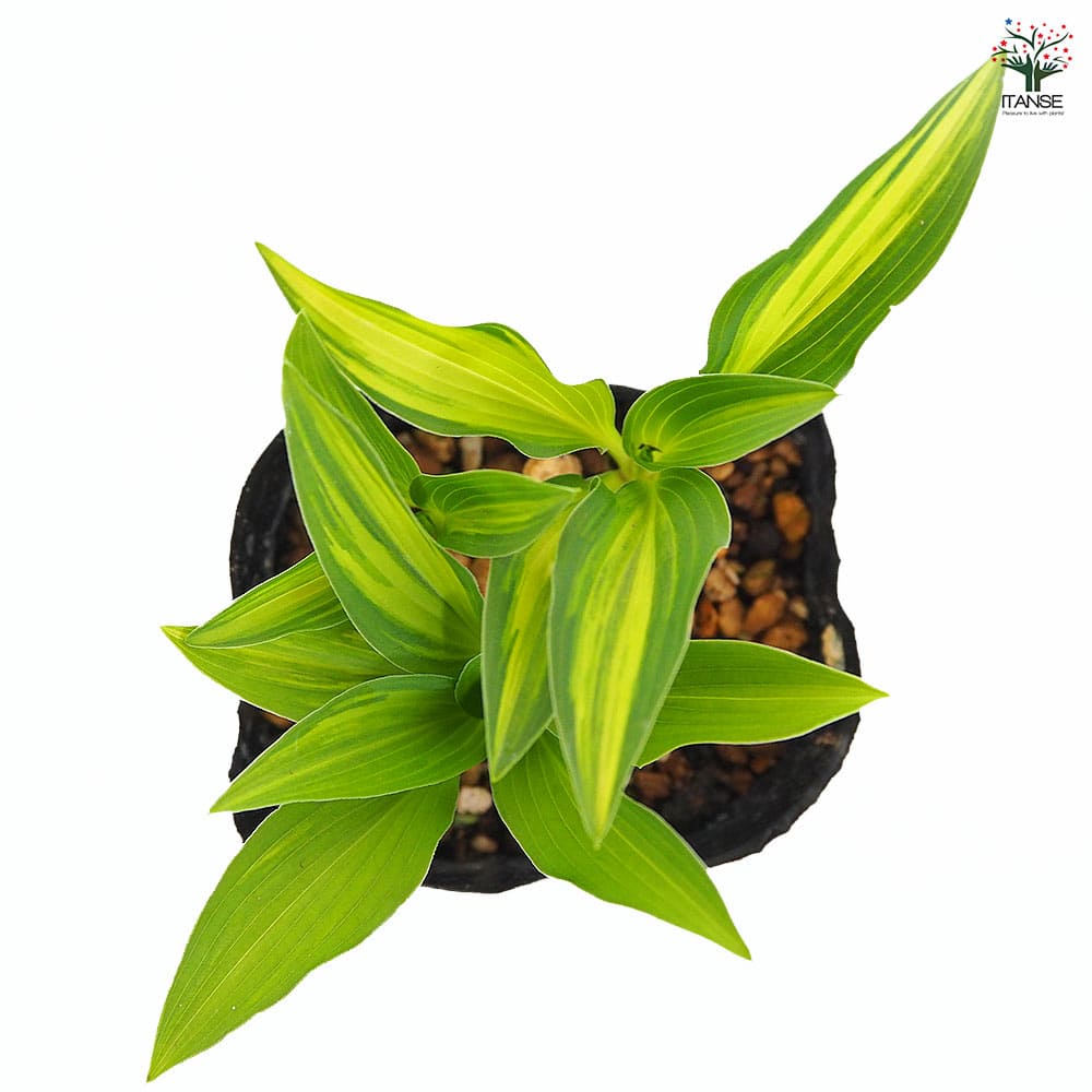 ホスタ(ギボウシ) 津軽小町 【花木苗 3号】｜ 【植物のITANSE