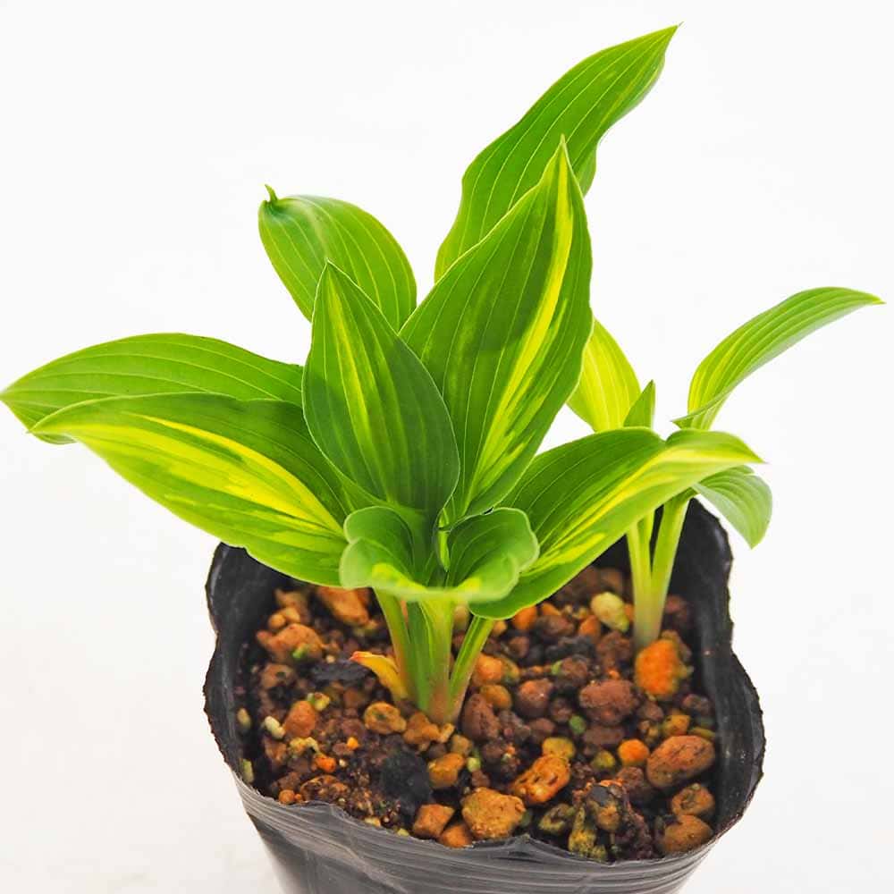 ホスタ(ギボウシ) 津軽小町 【花木苗 3号】｜ 【植物のITANSE