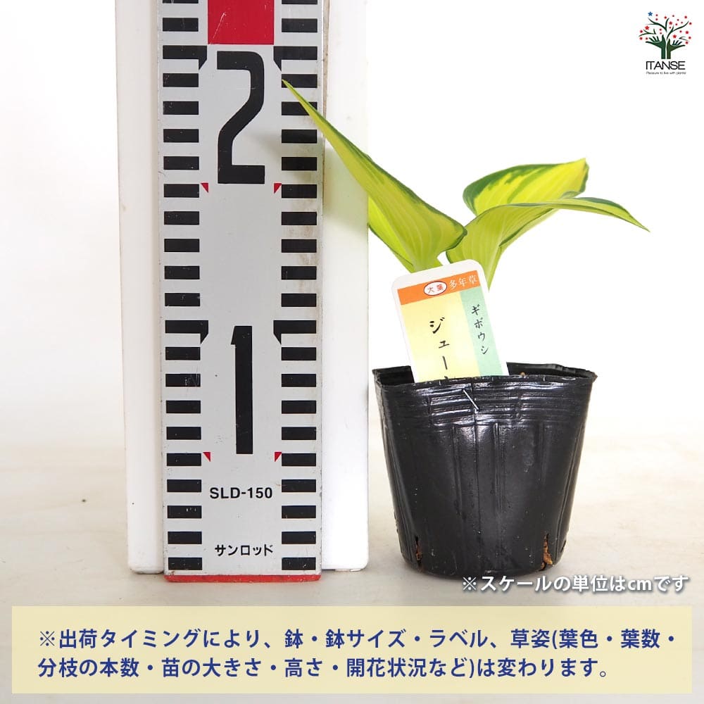 ホスタ(ギボウシ) ジューン 【花木苗 3号】｜ 【植物のITANSE