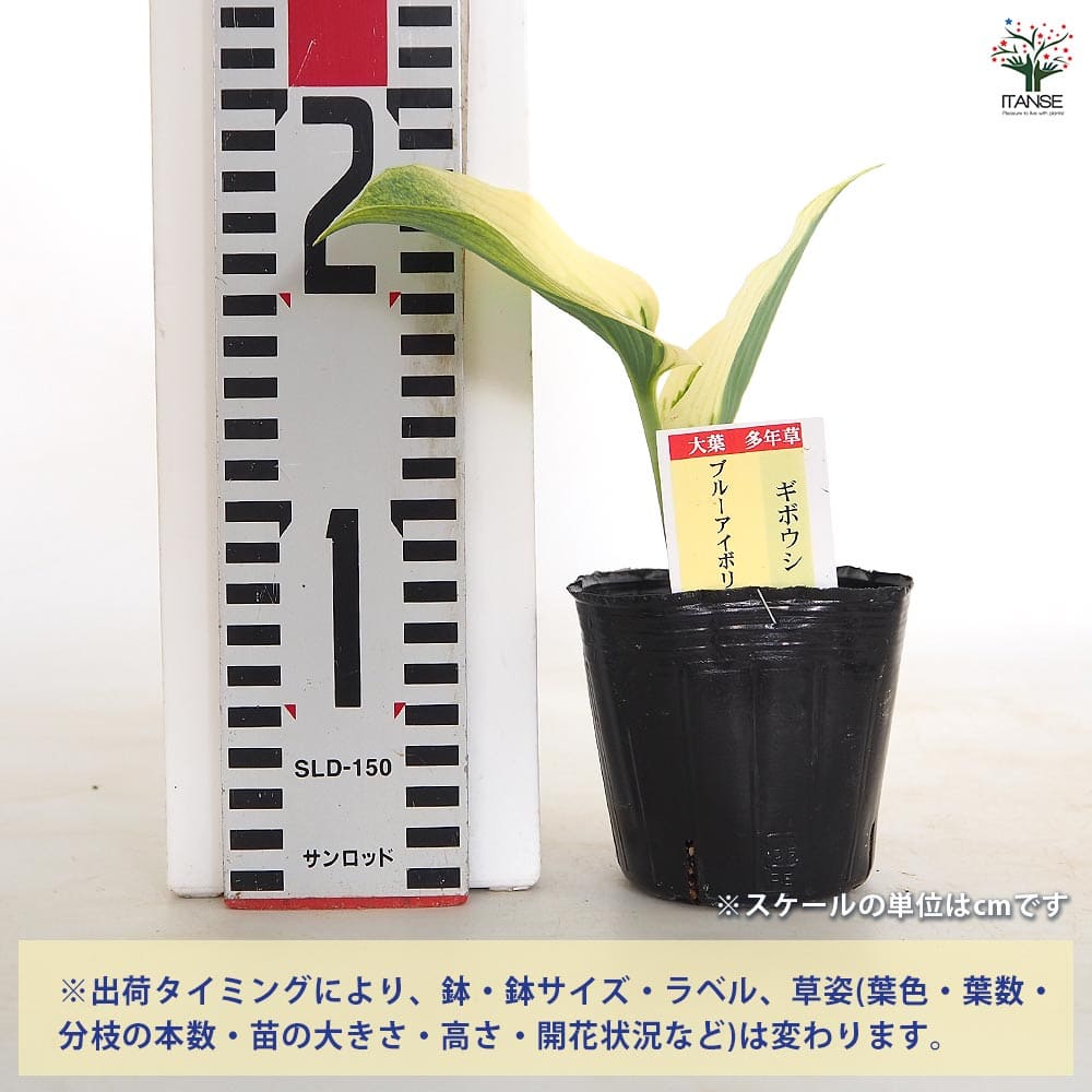 ホスタ(ギボウシ) ブルーアイボリー 【花木苗 3号】｜ 【植物の