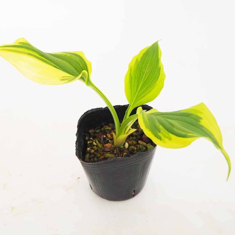 極楽鳥花レギネ　イエロー① ストレリチア レギネ(極楽鳥花) 【観葉植物 3号】｜ 【植物の