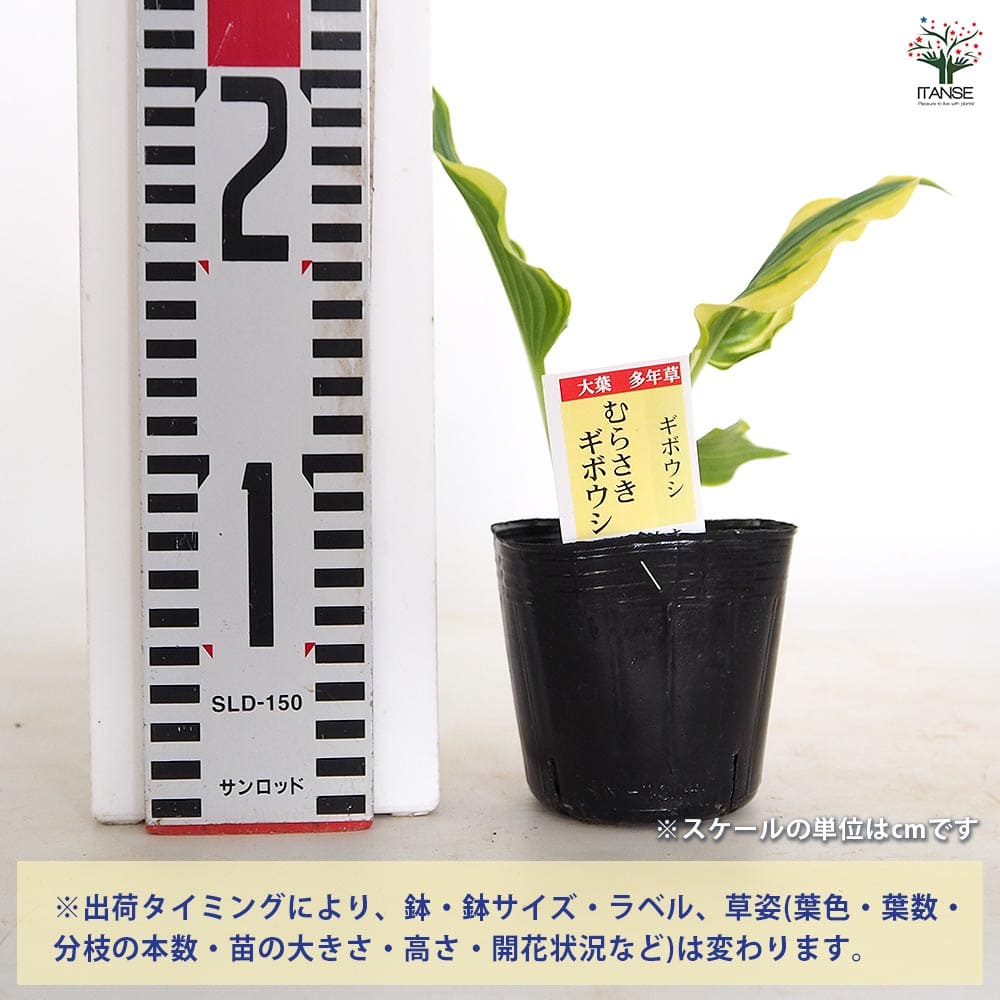 ホスタ(ギボウシ) むらさきギボウシ 【花木苗 3号】｜ 【植物の